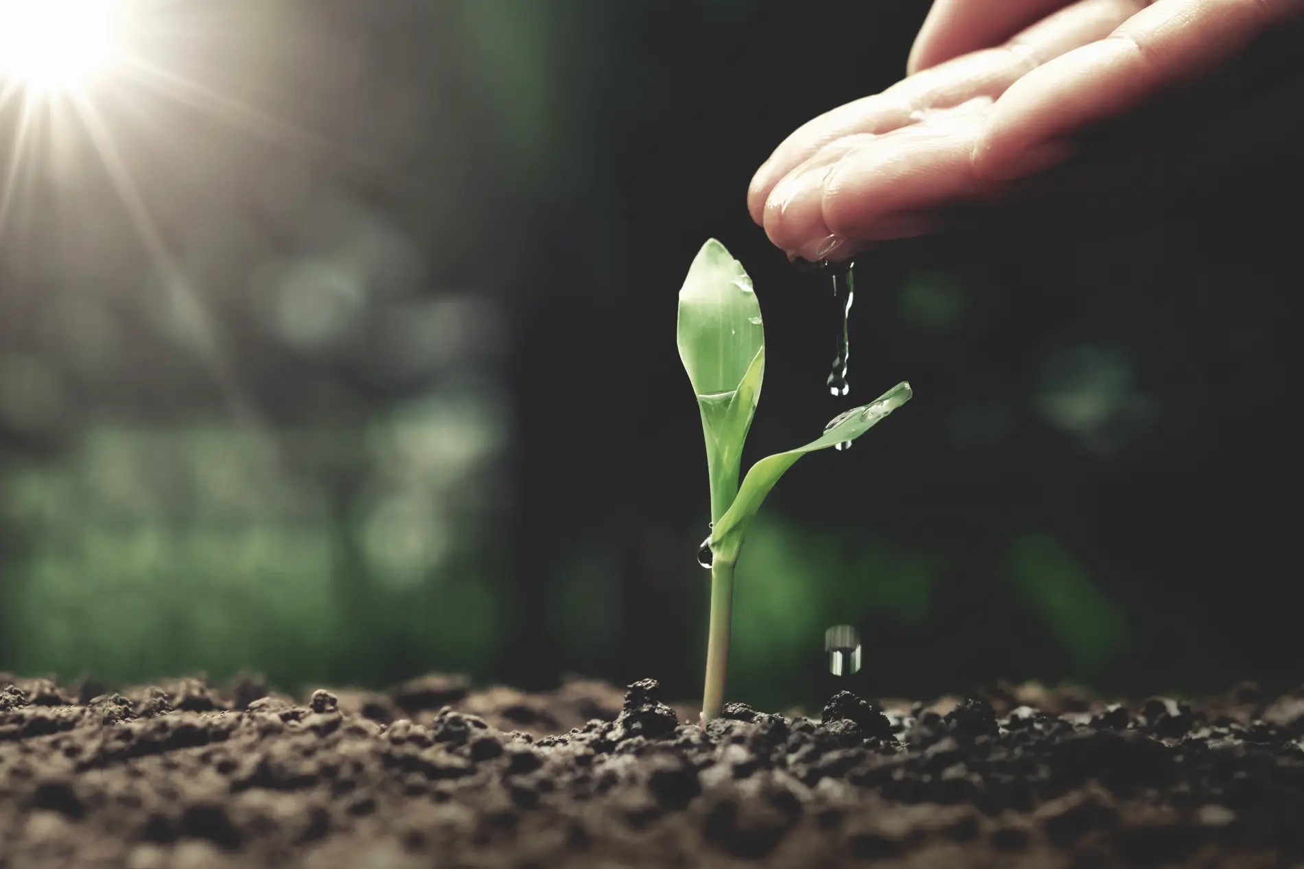 planta creciendo
